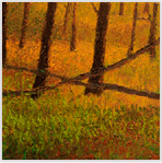 Aspens 3 Oil on Canvas